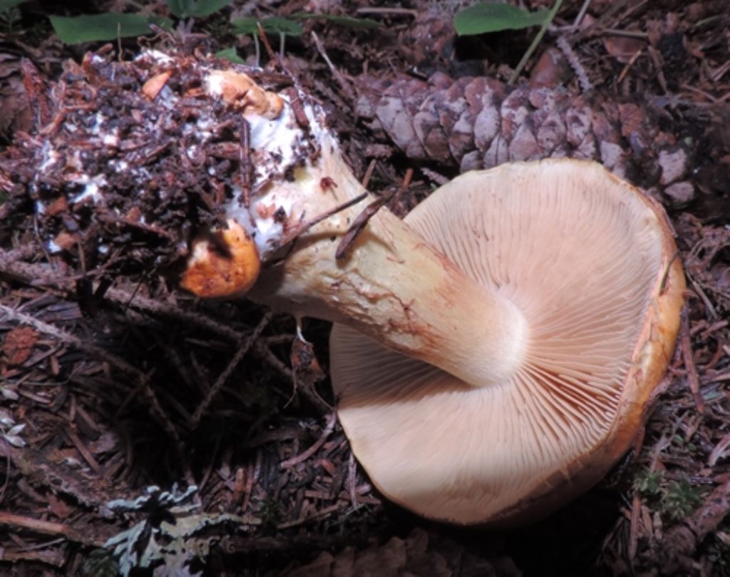 Cortinarius da iden.